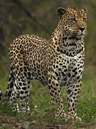Safari w Parku Krugera (1)