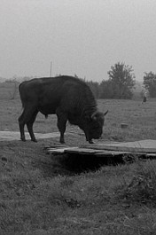 Gdzie jest ten wielki las