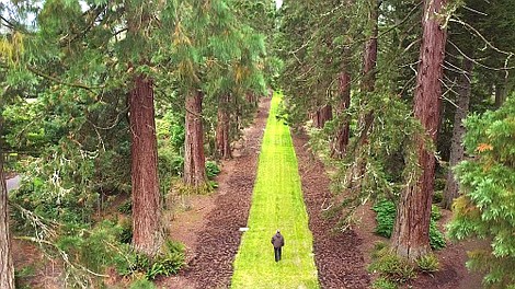 Sekretne życie drzew (1)