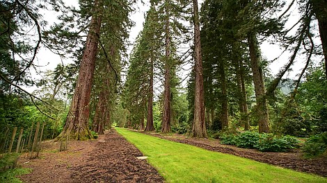 Sekretne życie drzew (2)