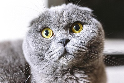 Sekretne życie kotów: Sekretne życie Dezyderego i Bonifacego, Porto i Corfu oraz Bobika i Bandziora (1)