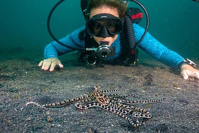 Sekretne życie ośmiornic: Relacje społeczne (3)