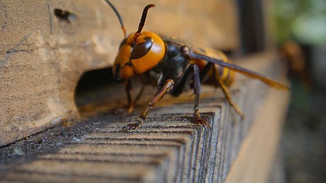 Sekretne życie pszczół: Zapylacze (2)
