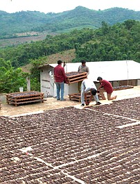Sekrety świata przypraw: Wanilia z Zatoki Meksykańskiej (1)