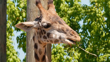 Sekrety zoo: dzikie wieści z Tampy: Nie ma jak w zoo (3)