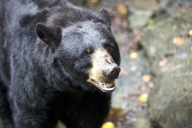 Sekrety zoo: Karolina Północna: Egzamin dla wydr (7)