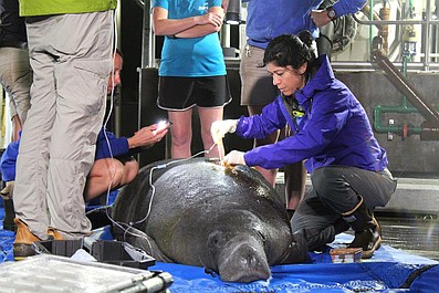 Sekrety zoo: Tampa: Pożegnanie z nosorożcem (7)