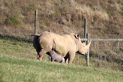 Sekrety zoo: Tampa: Wąż w opałach (11)