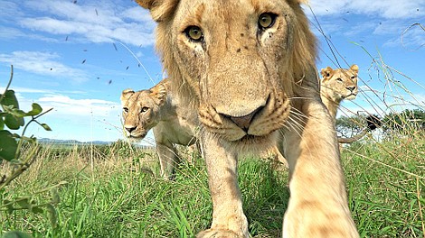 Serengeti (2)