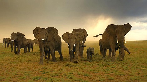 Serengeti 3 (3)