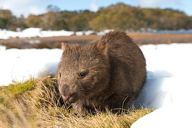 Skarby dzikiej Australii: Tasmania (6-ost.)