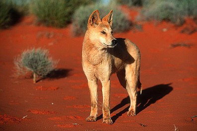 Skarby dzikiej Australii: W środku kontynentu (2)