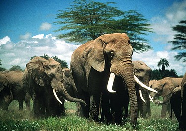 Słonica Echo z Amboseli (7)