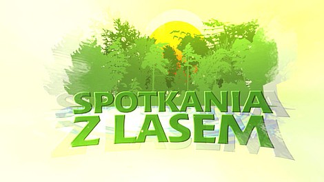 Spotkania z lasem: Sprzedaż choinek