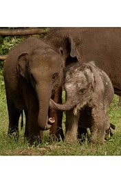 Sri Lanka - wyspa słoni