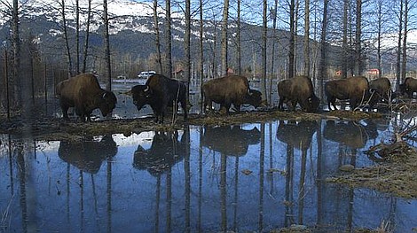 Stany Zwierzęce Ameryki: Przystanek Alaska (12)
