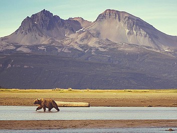 Strażnicy Alaski: W sercu krainy niedźwiedzi