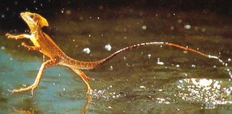 Supernatura (1)