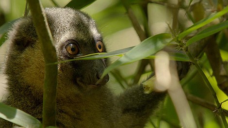 Świat ssaków naczelnych: Wędrowcy z zaginionego lasu (3)