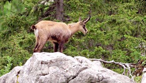 Szwajcaria nieujarzmiona: Valle Verzasca (4)