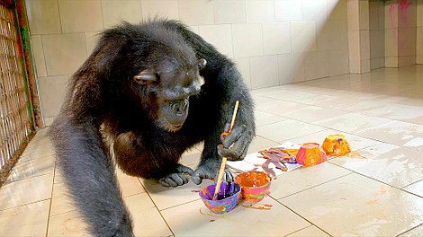 Szympansy z Kongo: Jane Goodall zaprasza 2: Droga do wolności (1)