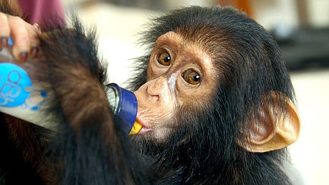Szympansy z Kongo: Jane Goodall zaprasza 2: Życie na wyspie (4)