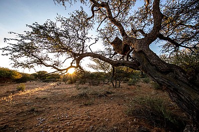 Tajemnice afrykańskich drzew (2)