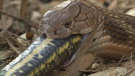 Tajemnice węży: Mamby czarne (3)