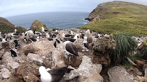 Tajemnice zwierząt 2: Mistrzowie polowania (1)