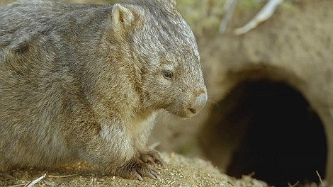 Tajemnice życia wombatów: Las Wombatów (1)
