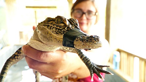 Teksas: na ratunek aligatorom: Obrót śmierci (1)
