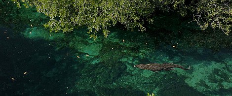 Twarzą w twarz: Krokodyle (2)