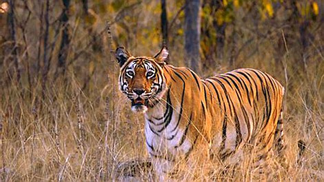 Tygrysy: dziedzictwo: Kandydat na władcę (2)