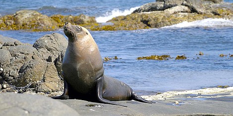 U wybrzeży Australii: Chłodne południe (2)