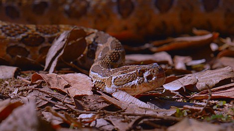 Ukryty świat węży: Afryka (2)