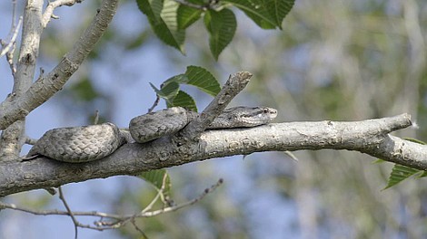 Ukryty świat węży: Ameryki i Australia (1)