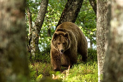 W poszukiwaniu schronienia: historia przetrwania w Alpach: Walka o przetrwanie (2)