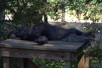 W świecie szympansów: Konfrontacje (2)