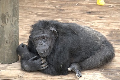 W świecie szympansów: Jaki ojciec, taka córka (6)
