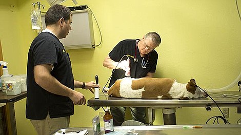 Weterynarz z Alaski: Świński problem