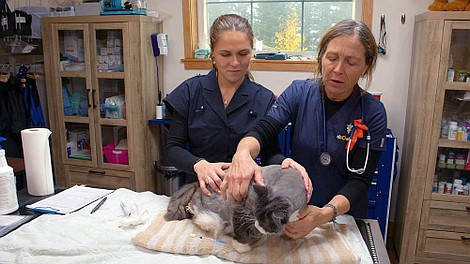 Weterynarz z powołania: Pani weterynarz i wrestler w jednym (3)