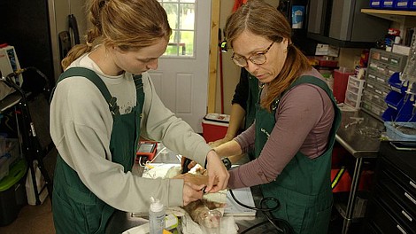 Weterynarz z powołania: Babcia rządzi (4)