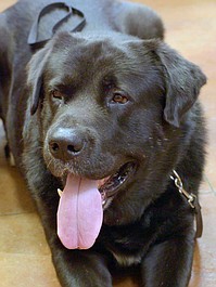 Weterynarz z powołania: Kłopoty z labradorem (2)