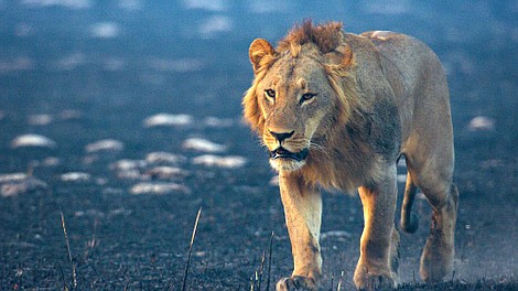 Wielkie koty 24/7 (1)