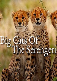 Wielkie koty Serengeti
