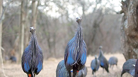 Więzi społeczne zwierząt: Tradycje (3)