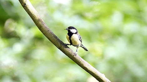 Więzi społeczne zwierząt: Rodzina (2)