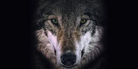 Wilki i wojownicy: Misja: uratować wilki