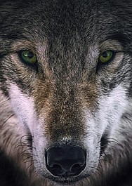 Wilki i wojownicy: Rezerwat wilków (1)