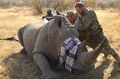 Wojna o nosorożce: Piekielny rachunek